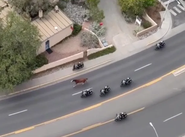 Aerial view of police motorcycles pursuing a loose horse on a city street.