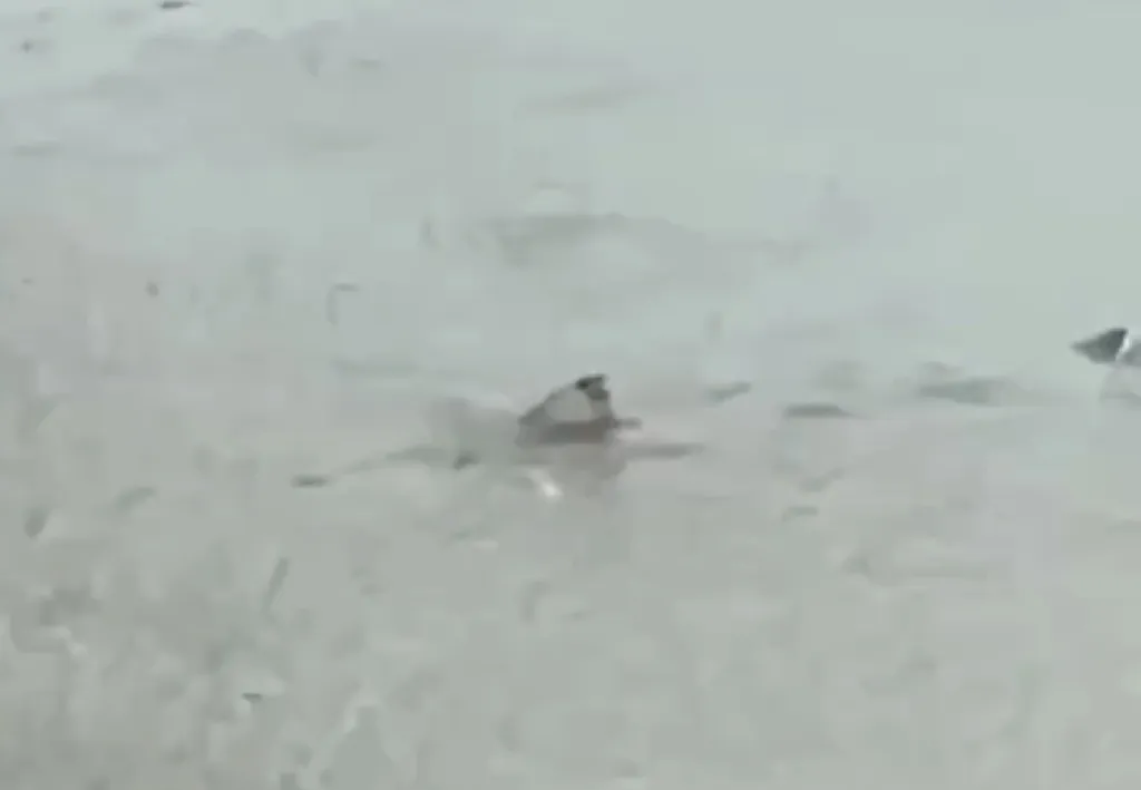 Videos shows a shark swimming on a flooded New Jersey street.