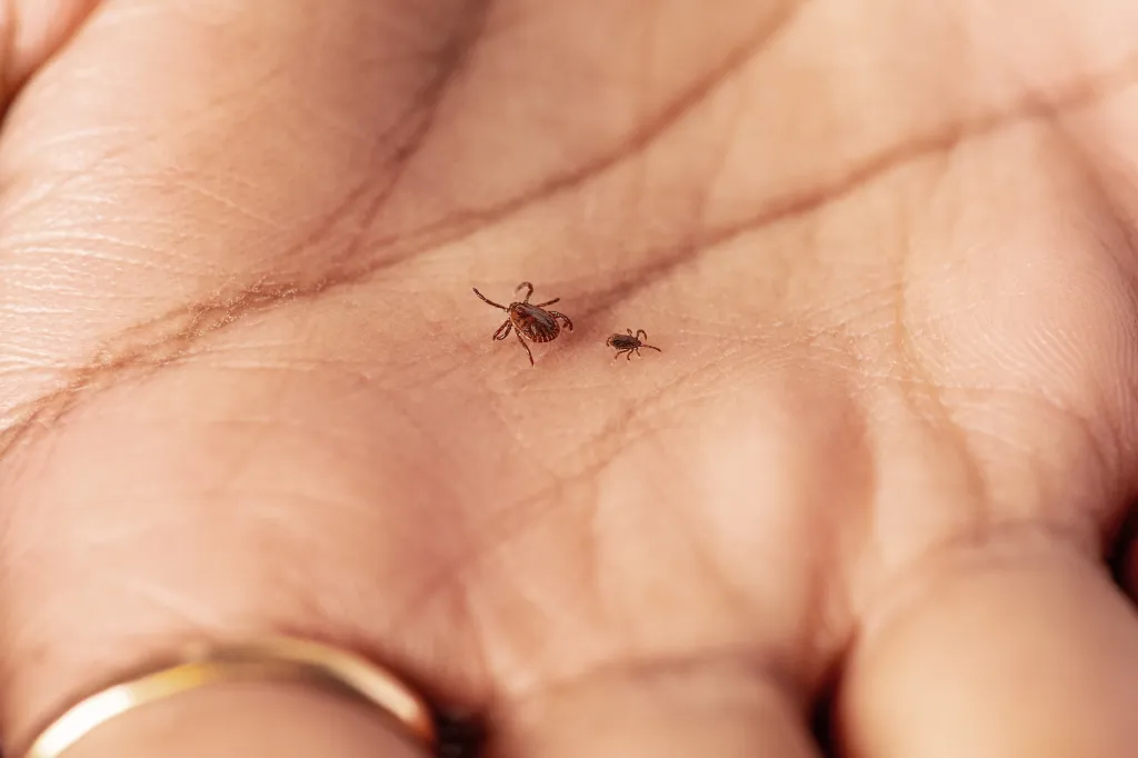 An adult female Asian longhorned tick, left, and a nymph, right, are shown on a person's palm.