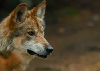 Trump accused of feeding endangered wolves to ranchers to bury a bad deal