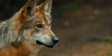 Trump accused of feeding endangered wolves to ranchers to bury a bad deal