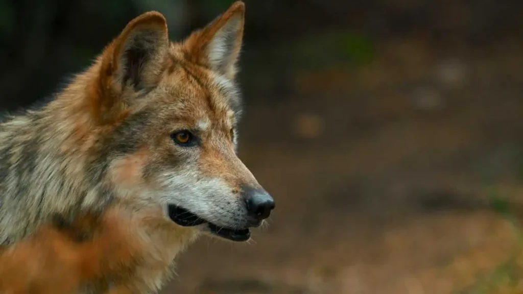 Trump accused of feeding endangered wolves to ranchers to bury a bad deal