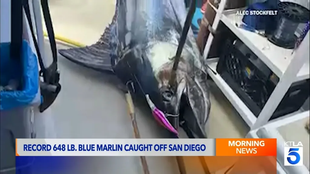 A record-setting 648-pound blue marlin caught off San Diego.