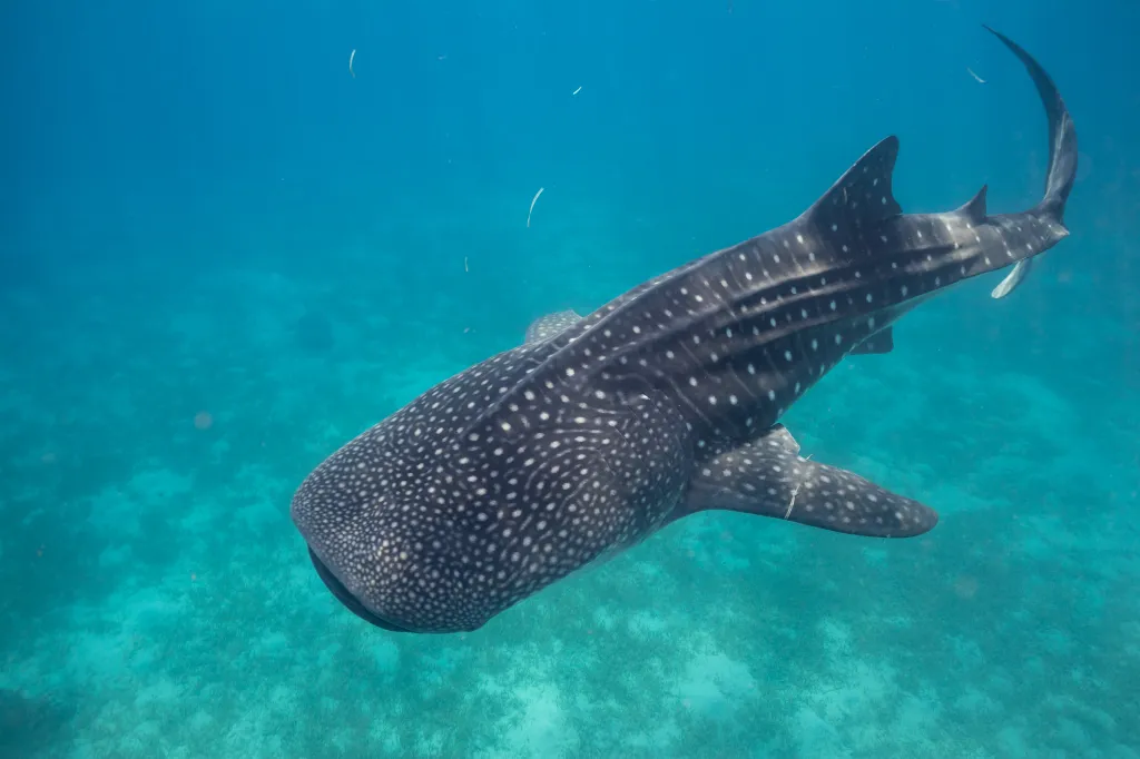 A whale shark (Rhincodon typus) swims beneath the surface at the Oslob Whale Shark snorkeling experience on Cebu Island, Philippines.