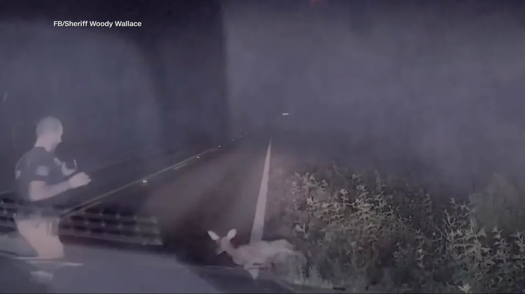 A Texas deputy jumps back in surprise as a deer, thought to be dead, springs to life on the side of a road at night.