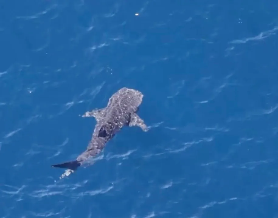 A massive whale shark swimming off the coast of California.