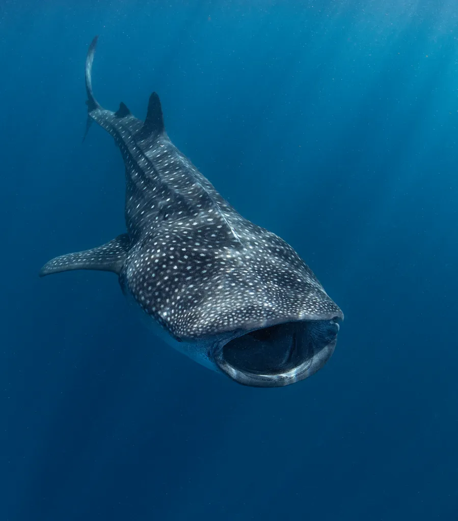 Whale shark with its mouth open, feeding near the surface in blue water.
