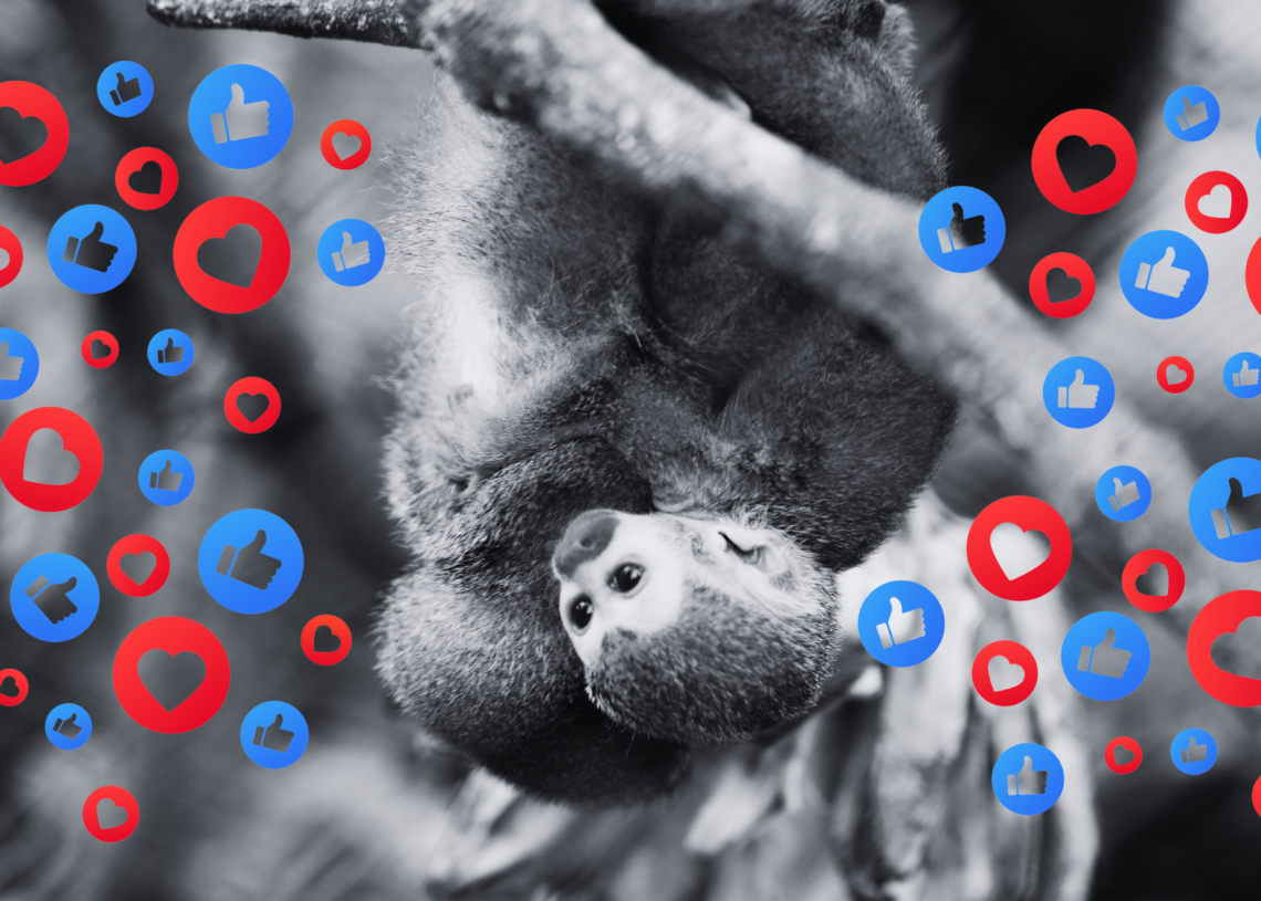 People Are Selling Endangered Species on TikTok, and It’s as Bad for Conservation as You Think