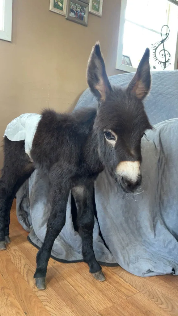 A dark brown donkey wearing a diaper stands on a wooden floor next to a grey blanket draped over furniture.