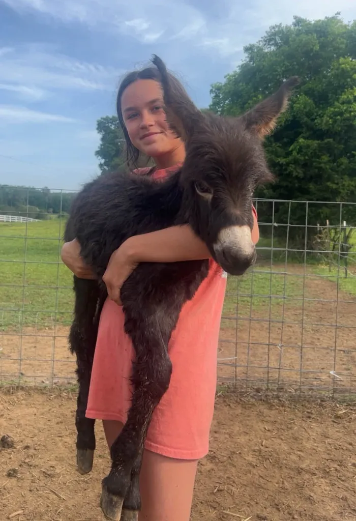 HeeHaw, a donkey with a white nose and brown fur, being held by its owner.