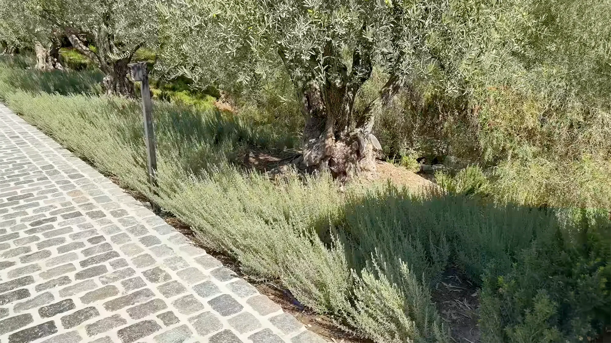 A paved pathway next to a row of olive trees and green shrubbery.
