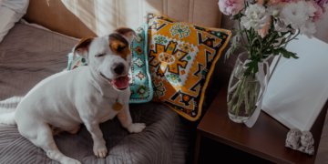 Your Dog Might Be Copying This Tiny Behavior Without You Realizing It