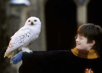 How ‘Harry Potter’ Accidentally Helped Create a Real-Life Owl Crisis