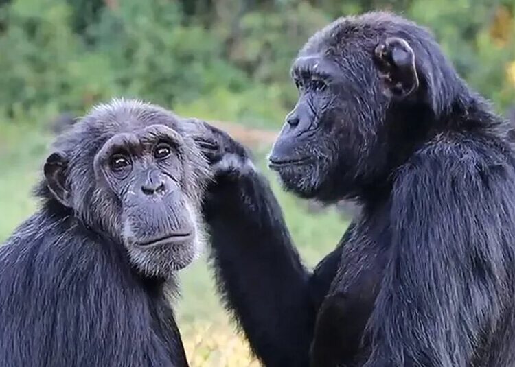 Chimps Steal Less Often From Their Friends, Even When Offered Pineapple