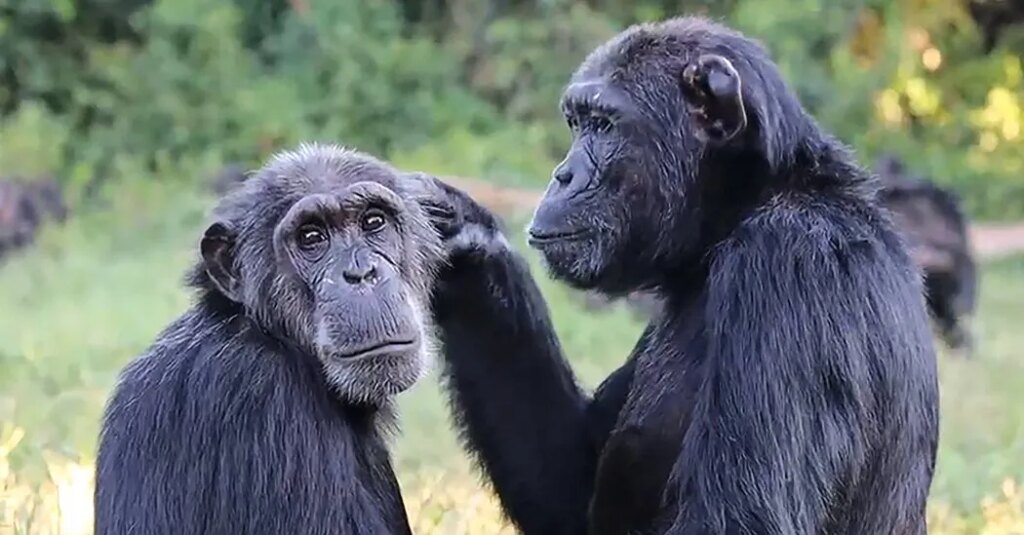 Chimps Steal Less Often From Their Friends, Even When Offered Pineapple