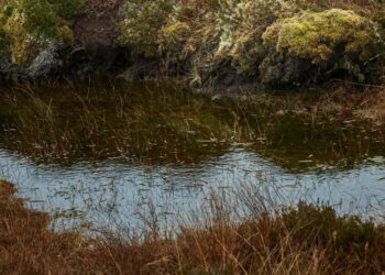 ‘Neither Alive Nor Dead’: The Staggering Complexity of Bogs