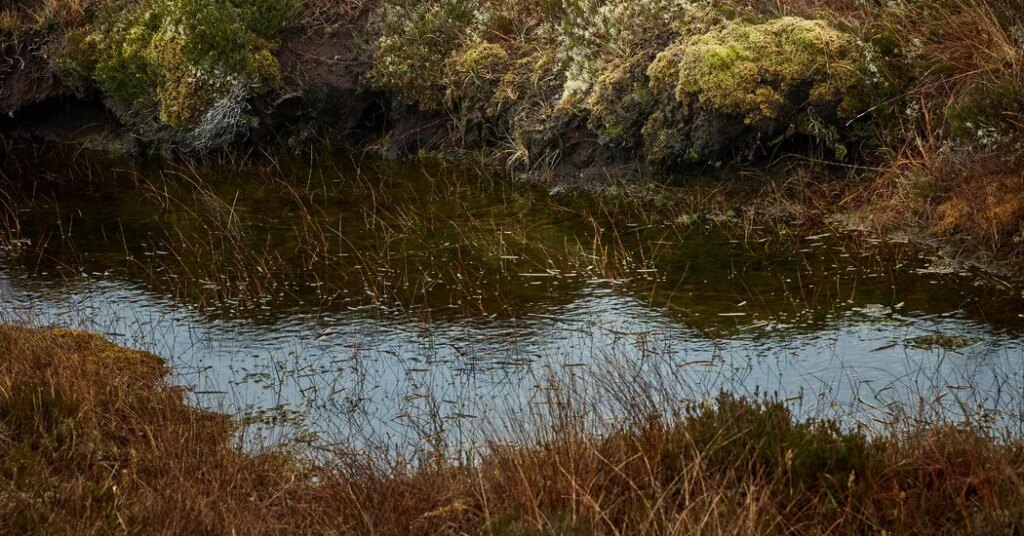 ‘Neither Alive Nor Dead’: The Staggering Complexity of Bogs