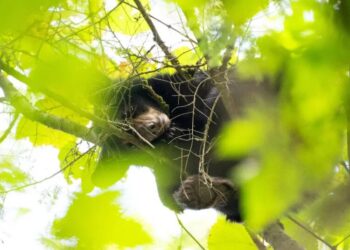 Black Bears in Connecticut Are Eating Grapes and Entering Homes