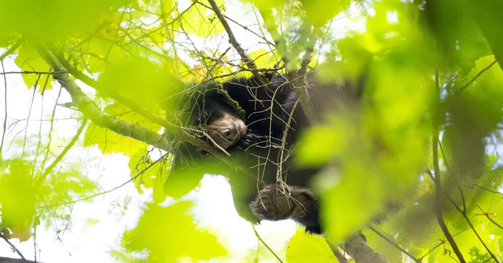Black Bears in Connecticut Are Eating Grapes and Entering Homes