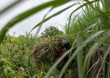 El Niño Threatens Global Sugar Supply