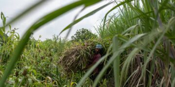 El Niño Threatens Global Sugar Supply