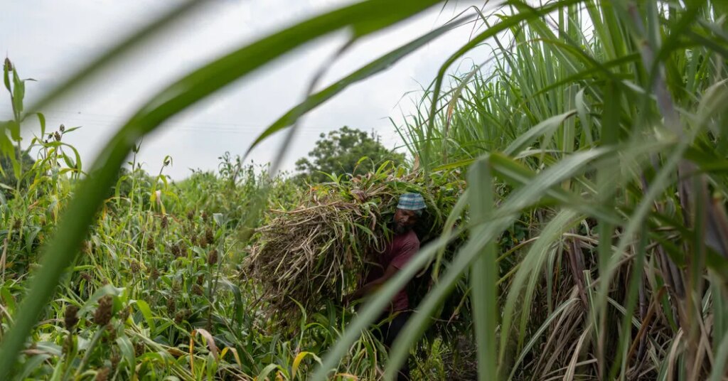 El Niño Threatens Global Sugar Supply