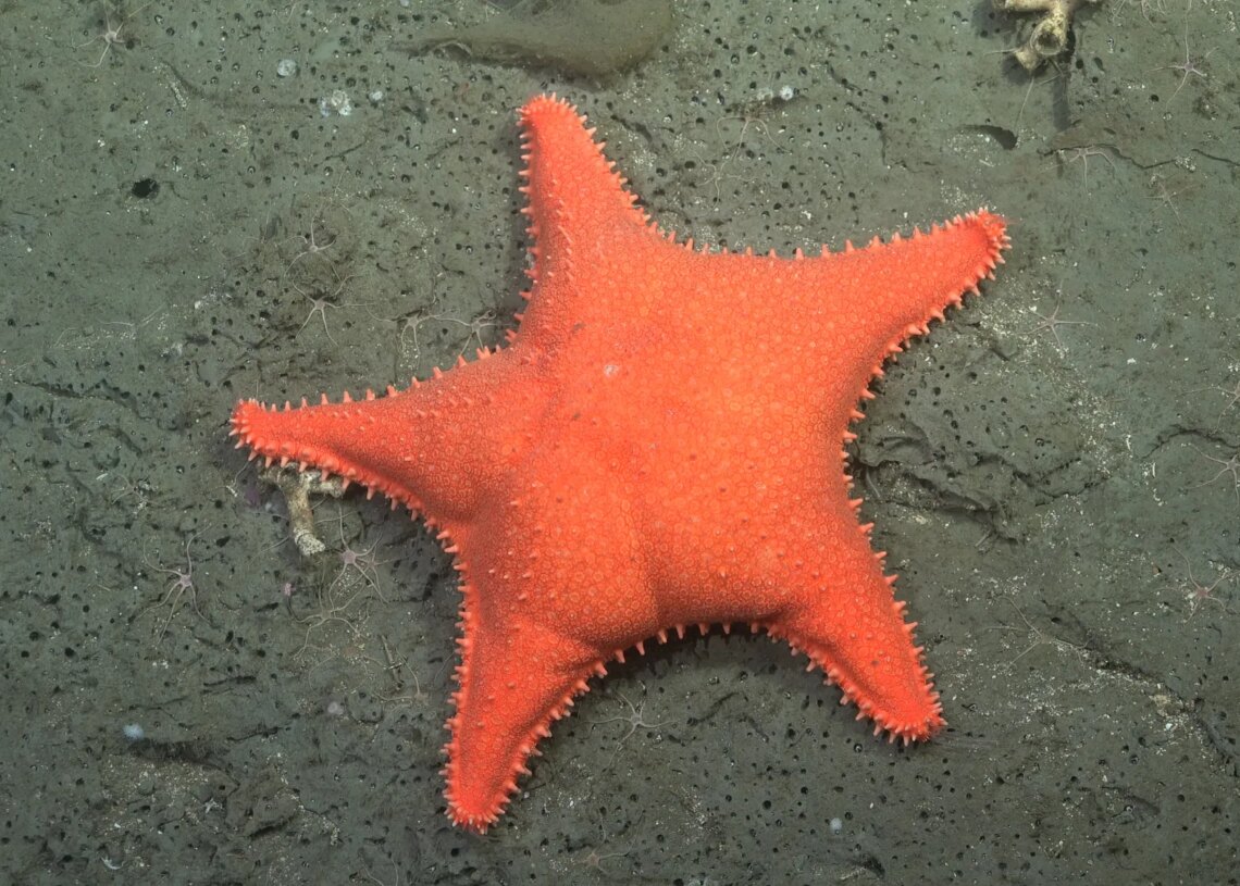Scientists Found a Starfish That Looks Like Patrick. Yes, That Patrick.