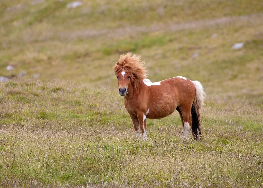 A cute Shetland pony with a fuzzy brown and white coat roaming a green pasture in the Shetland Islands, Scotland.