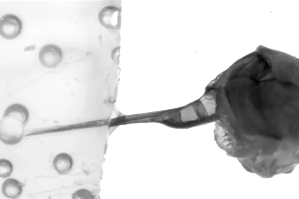 A black and white photo of a honeybee's stinger going into the synthetic flesh in the scientist's lab