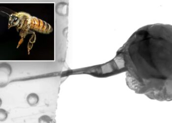 Incredible frame-by-frame footage captures honeybee stinger action for the first time