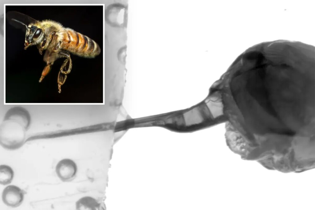 Incredible frame-by-frame footage captures honeybee stinger action for the first time