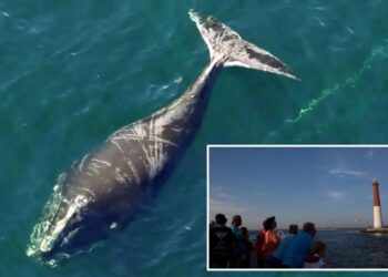 Meet the critically endangered whale that refuses to die