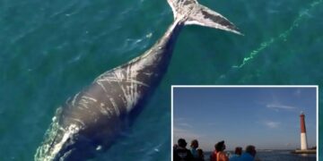 Meet the critically endangered whale that refuses to die