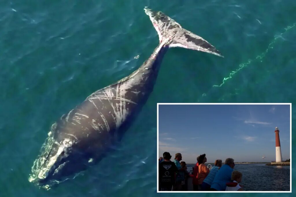 Meet the critically endangered whale that refuses to die