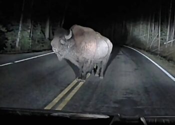 Angry bison rams truck at Yellowstone in shocking dashcam video