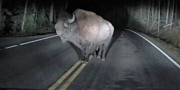 Angry bison rams truck at Yellowstone in shocking dashcam video