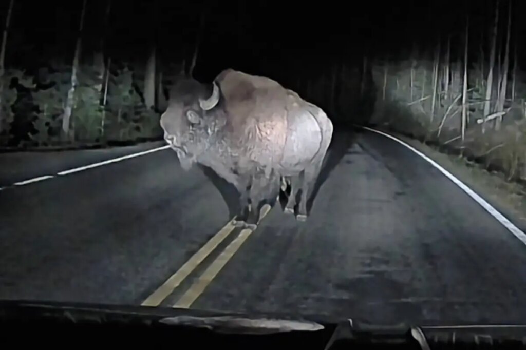 Angry bison rams truck at Yellowstone in shocking dashcam video
