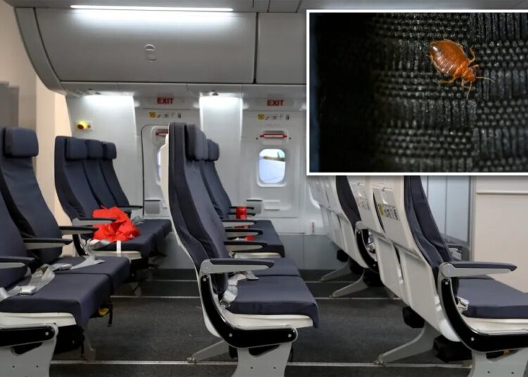 Bedbugs found in plane’s economy seats force Qantas airline to cancel flight