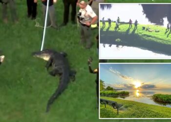 Fisherman, 71, killed by 12-foot alligator while he stood on shoreline