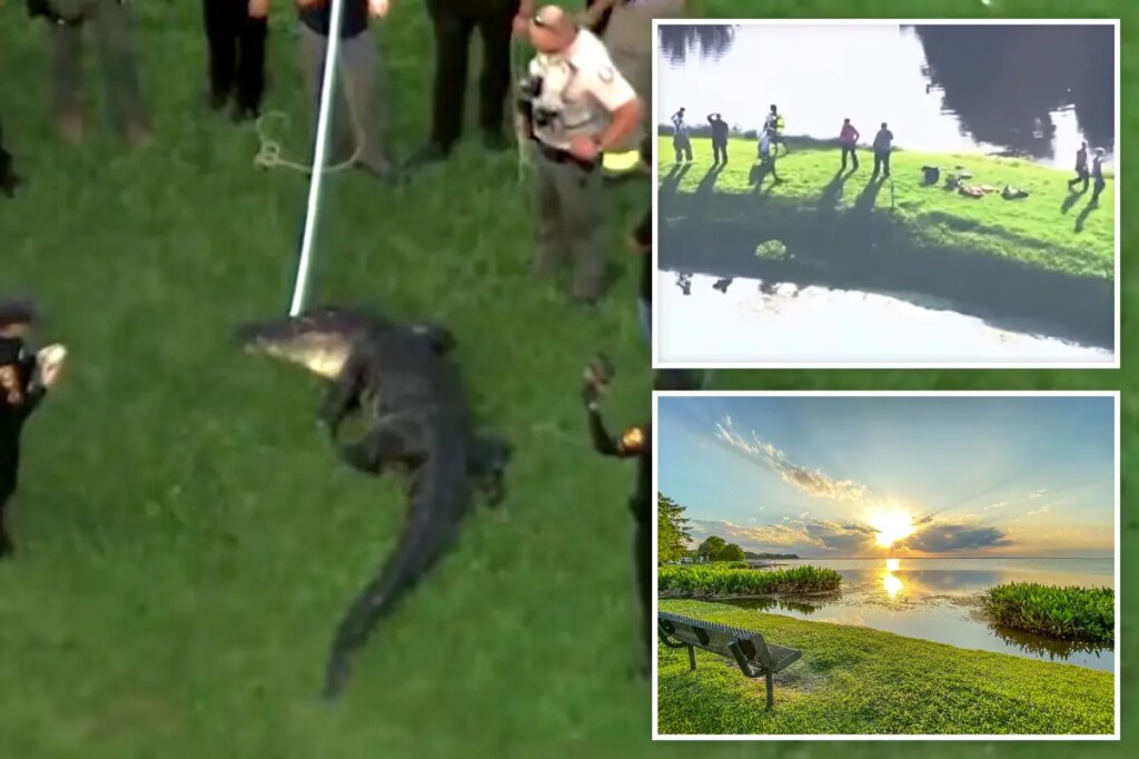 Fisherman, 71, killed by 12-foot alligator while he stood on shoreline
