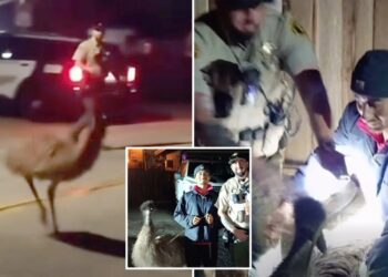 Unreal moment Bay Area cops chase emu through city streets