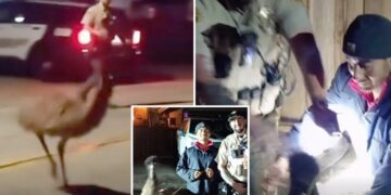 Unreal moment Bay Area cops chase emu through city streets