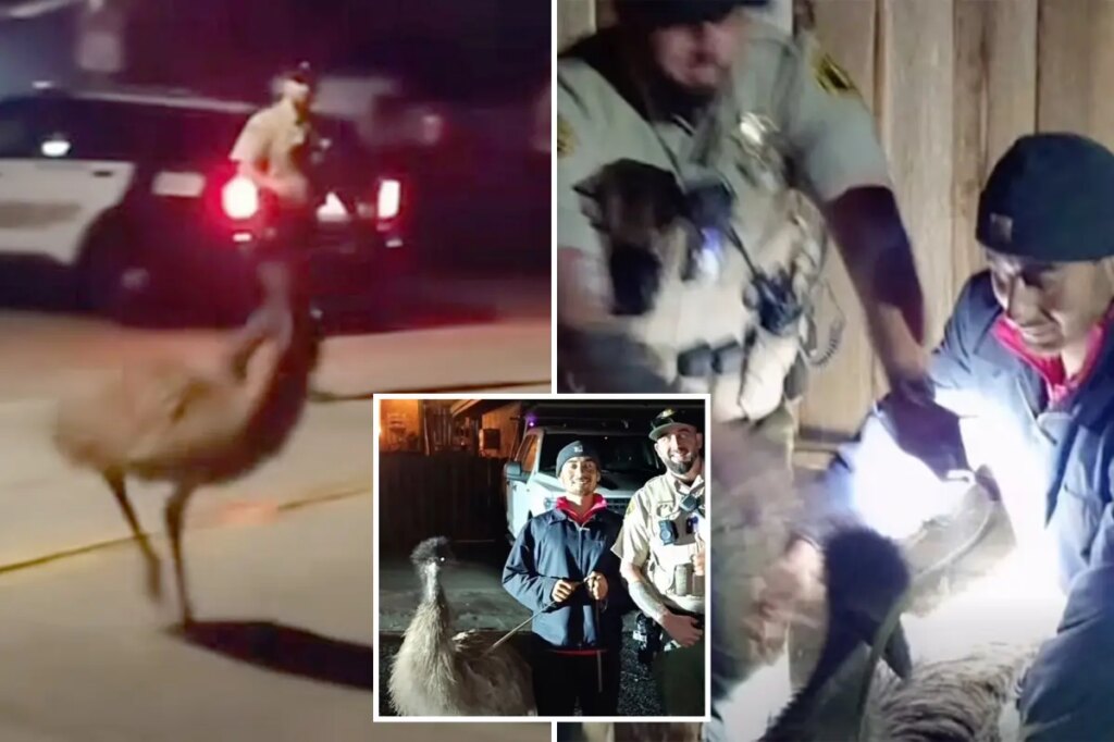 Unreal moment Bay Area cops chase emu through city streets