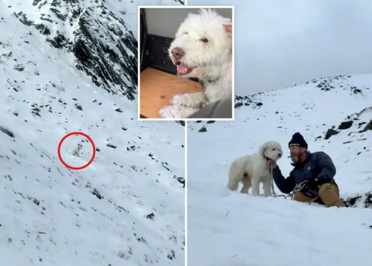 Dog miraculously found alive 2 days after being separated from owner in Alaska avalanche