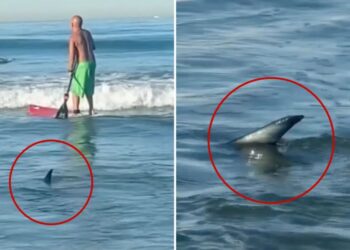 Unerving moment shark creeps up on surfers off popular SoCal beach