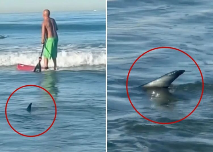 Unerving moment shark creeps up on surfers off popular SoCal beach