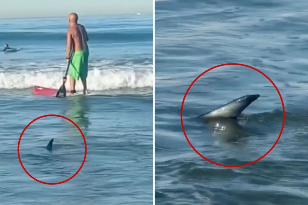 Unerving moment shark creeps up on surfers off popular SoCal beach