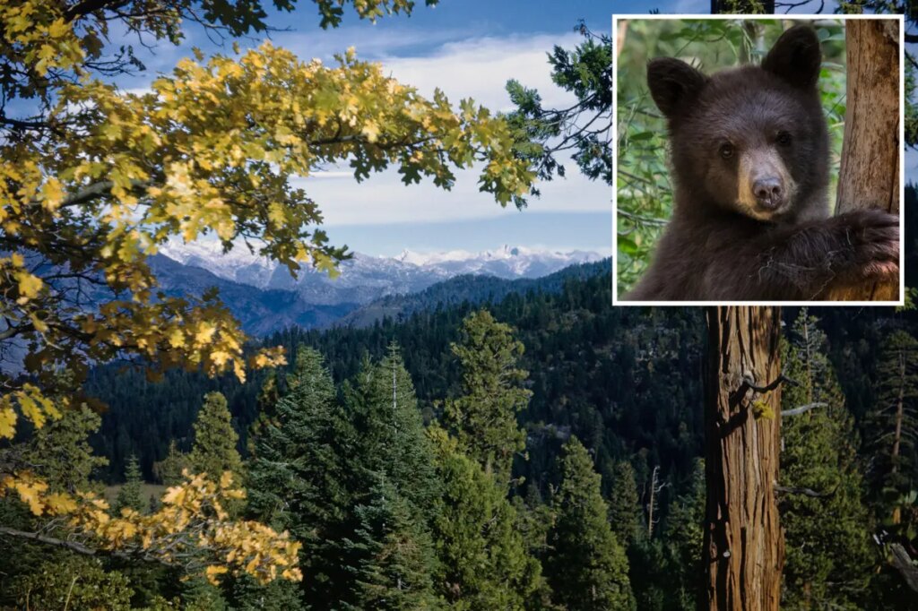 Bears run rampage across stunning California national park — as officials issue warning for visitors