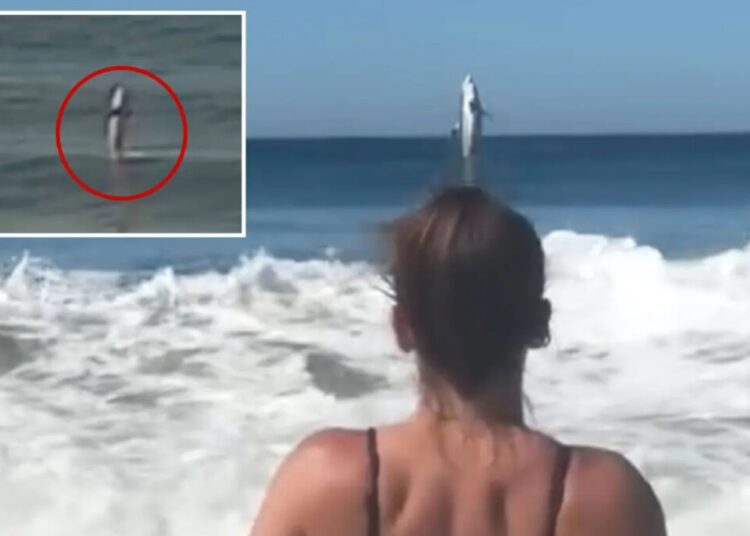 Monster great white leaps out of ocean off scenic Monterey Bay beach
