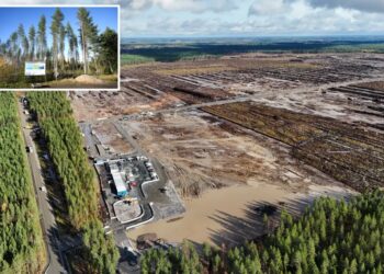 Google illegally cut down 250K trees in Finland for data center, driving wolves into villages and infuriating locals: report
